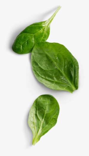 Spinach Png Photos - Spinach Png