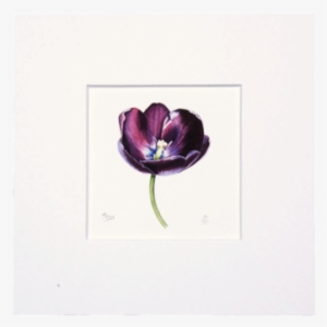 Queen Of Night Mini Print - Tulip