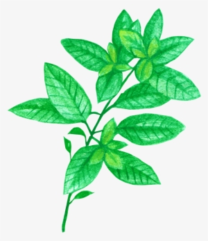 Basil Chrysanthemum Tea For Headache And Stress Png - Chrysanthemum Tea
