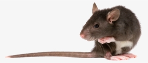 Rat Png - Transparent Rat