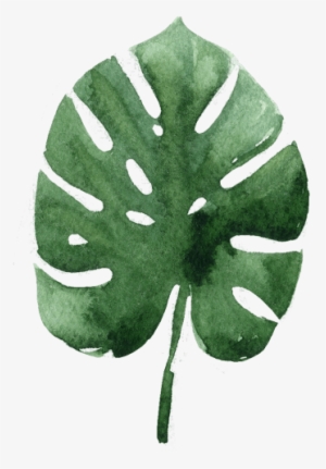 Develop Your Skills With Our Quality Clinics - Transparent Tropical Leaves Watercolor Png
