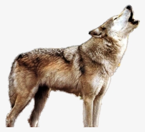 Howling Wolf Png - Wild Wolf Png