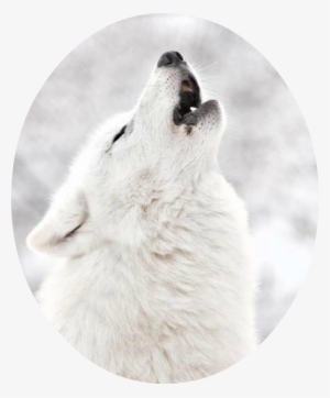 White Wolf Howling Tumbler - White Wolf In Snow