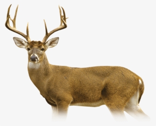Deer - Elk