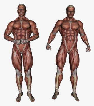Bodybuilding Png High Quality Image - Anatomie Png