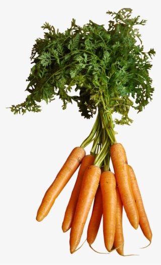 orange carrots with stem png image - carrot