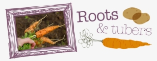 roots and tubers - vegetables roots and tubers