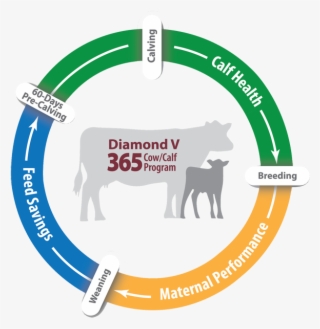 Diamond V Beef 365 Cow/calf Program - Working Animal