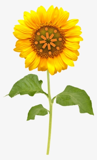 Inalink Flower - Sunflower