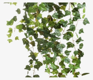 Plants Png Transparent Images - Ivy Png