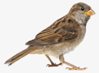 Png Sparrow Transparent Background - Clipart Image Of Sparrow