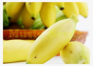 Buy 100 Pcs Tropical Mini Edible Banana Tree Plants - Saba Banana