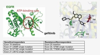 This Image Shows The Drug Gefitinib, Showing How It - Cartoon