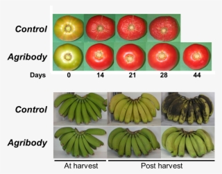 It Is Very Clear That These Impressive Findings Are - Seedless Fruit