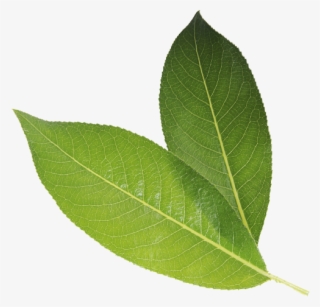 Millenia Green Tea Is One Of The Least Processed Types - White Walnut