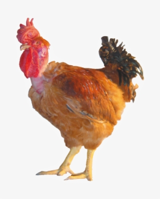 En Photos - Poulet Cou Nu Rouge