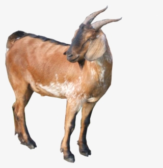 hukum kambing yang dikontotkan ekornya & dikembirikan - java goat
