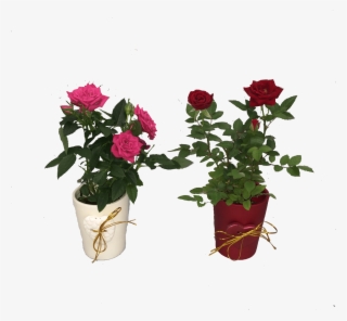 Mini Rose Mini Azalea In Red Pink Over Pots Micky S - Mini Roses Png