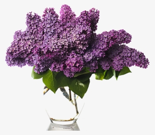 Flower Bouquet Stock Photography Vase Of Wisteria - Lilac Bouquet