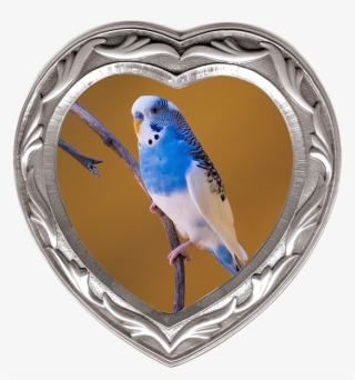 Heart Rhodium Frame - 藍 虎 皮 鸚鵡