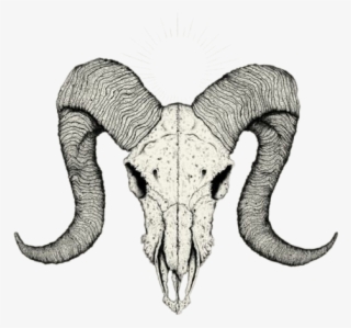 493 X 700 14 - Ram Skull Reference