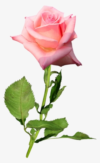 Garden Roses Flower Hybrid Tea Rose Bud - Transparent Png Rose Buds