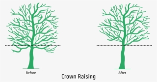 An Illustration Showing The Crown Raising Process - Illustration