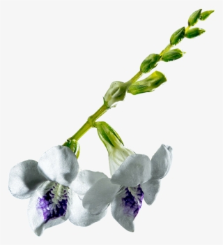 Orchid Conservation Initiative - Delphinium