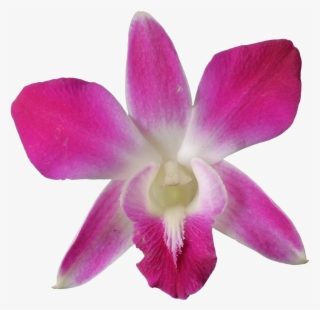 1200 X 1200 4 - Purple Dendrobium Orchid Png