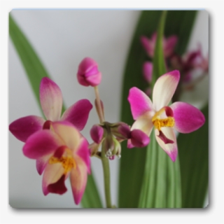 Orchid Spathoglottis Plicata Purple - Moth Orchid