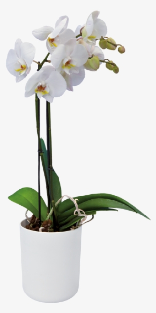 Home > Collection > B - Moth Orchid