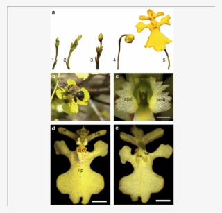 Download - Moth Orchid