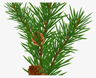 Pine Cone Clipart Transparent - Clip Art