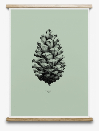 1 Pine Cone Mint - Drawing Thin Pine Cone