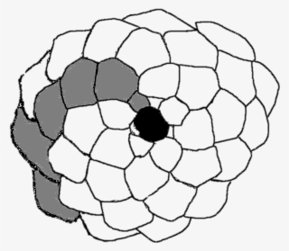 File - Pinecone2 - Line Art