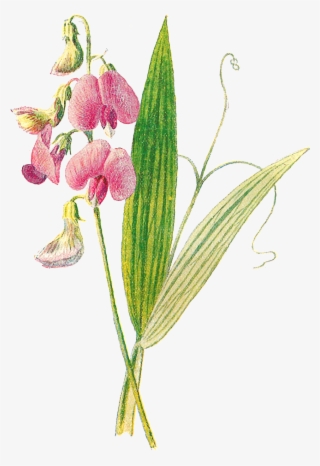 Digital Wildflower Clip Art - Pogonia Ophioglossoides