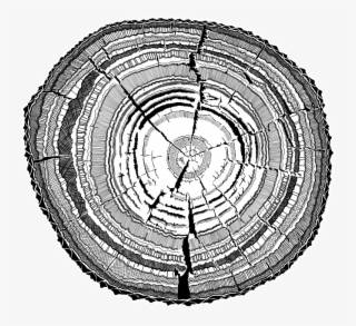 Tree Stump - Circle