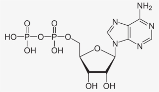 Guanine Dna Nucleotide