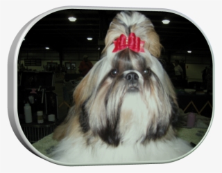 Chinese Imperial Dog
