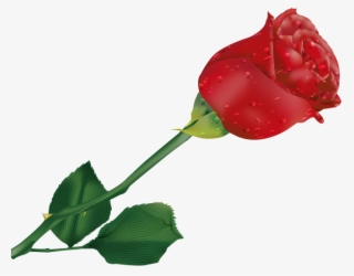 Beautiful Single Rose Flower - Single Rose Flower Image Png