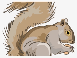 Head Clipart Squirrel - Grey Squirrel Cartoon Clipart