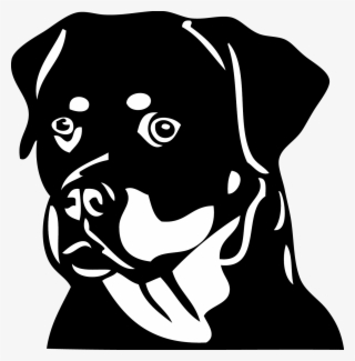 Dh11 Rottweiler - Rottweiler Black And White