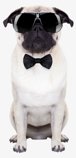 Wearing Sunglasses Photography Dog Puggle Puppy Stock - Bow Tie Dog Collar French Bulldog