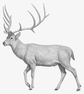 The Dwarfed “giant Deer” Megaloceros Matritensis N - Museo Nacional De Ciencias Naturales