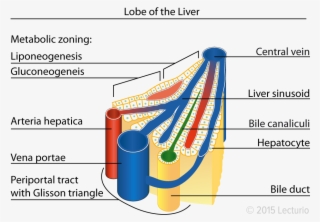 Central Vein Lobule In The Liver Amber Heard, Anatomy, - Liver Sinusoid