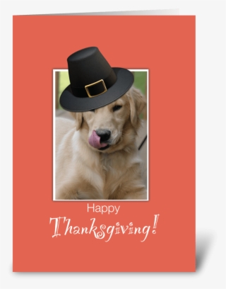 Funny Dog Thanksgiving, Humorous - Funny Happy Thanksgiving Animated Gif