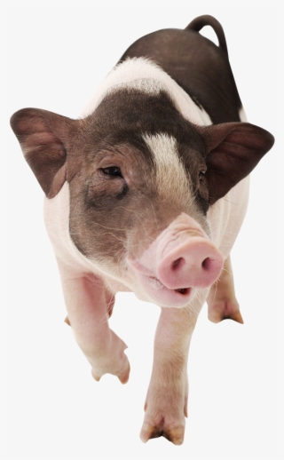 Domestic Pig