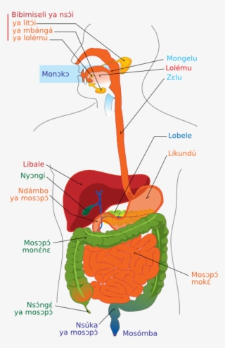 Digestive System Diagram Ln - Diagram Of Digestive System Without Labels