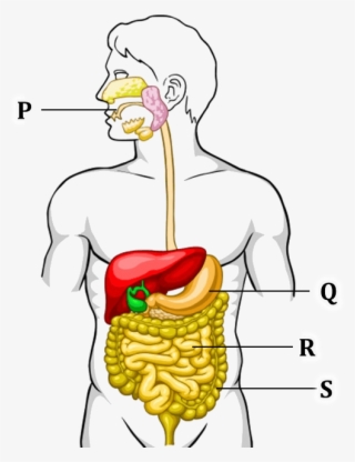 Figure Shows The Process Of Digestive System - Digestive System Class 3