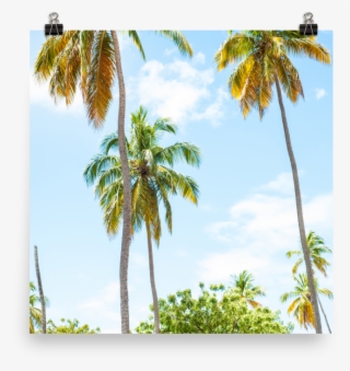 Palm Tree Print - Vacation